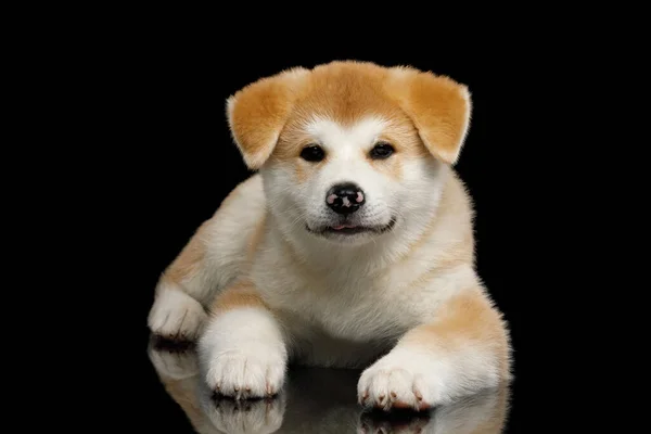 Carino Akita Inu Puppy Sdraiato Sfondo Nero Isolato Vista Frontale — Foto Stock
