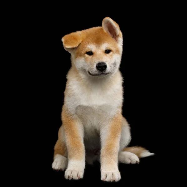 Cute Akita Inu Puppy Sitting Funny Ears Isolated Black Background — Stock Photo, Image