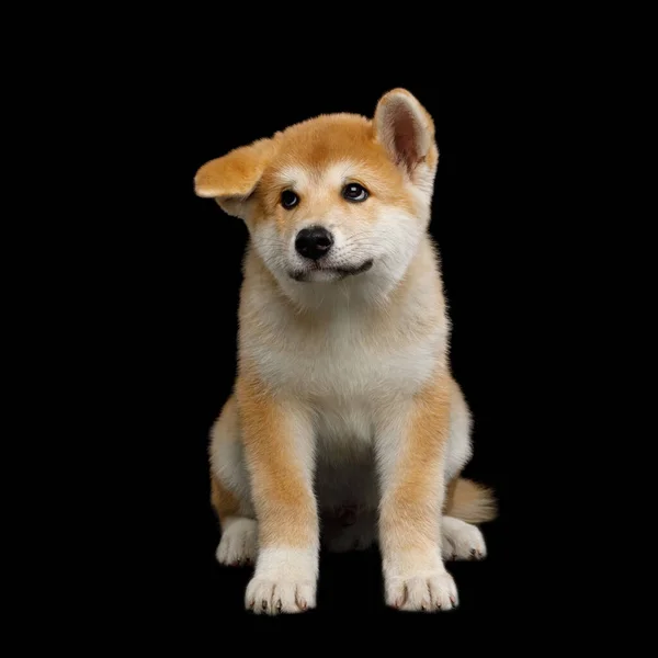 Cute Akita Inu Puppy Sitting Funny Ears Isolated Black Background — Stock Photo, Image