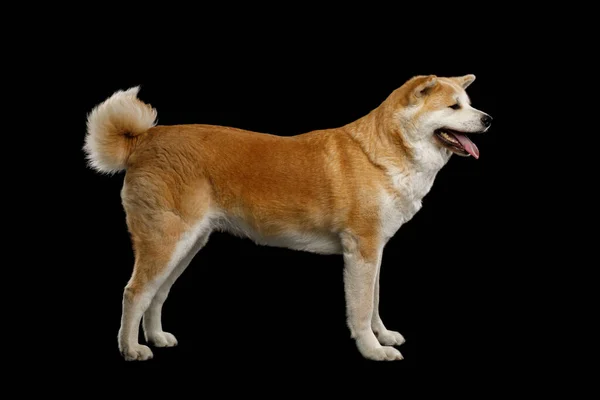 Akita Inu Dog Auf Isoliertem Schwarzem Hintergrund Seitenansicht — Stockfoto