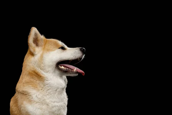 Retrato Happy Akita Inu Dog Sobre Fondo Negro Aislado Vista — Foto de Stock