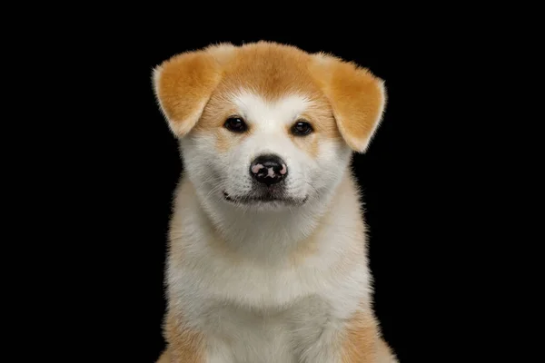 Portrait Cute Akita Inu Puppy Spotted Nose Isolated Black Background — Stock Photo, Image