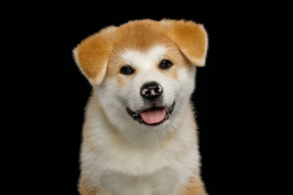 Portrait Little Akita Inu Puppy Spotted Nose Isolated Black Background — стокове фото