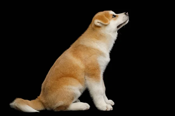 Cute Akita Inu Puppy Seduta Guardando Alto Chiedere Cibo Sfondo — Foto Stock