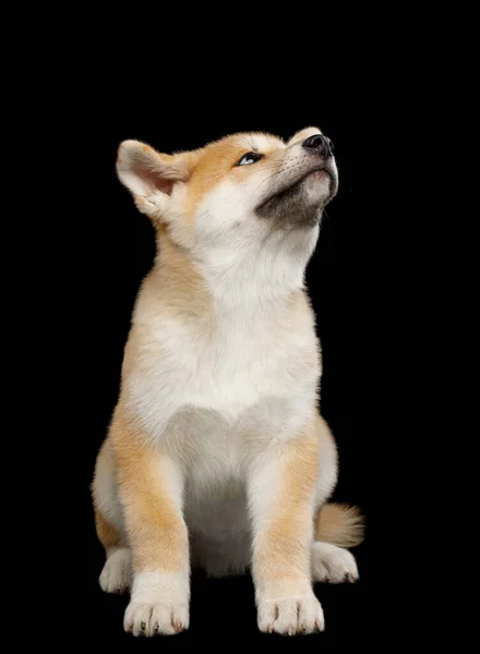Cute Akita Inu Puppy Sitting Looking Isolated Black Background Front — Stock Photo, Image