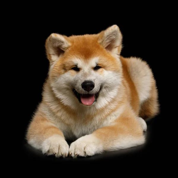 Cute Akita Inu Puppy Lying Smiling Isolated Black Background Front — Stock Photo, Image