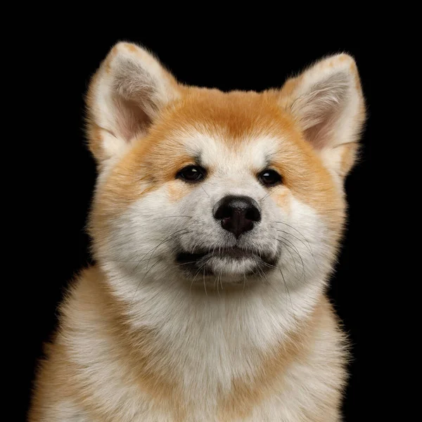 Retrato Bonito Akita Inu Filhote Cachorro Olhando Para Cima Fundo — Fotografia de Stock
