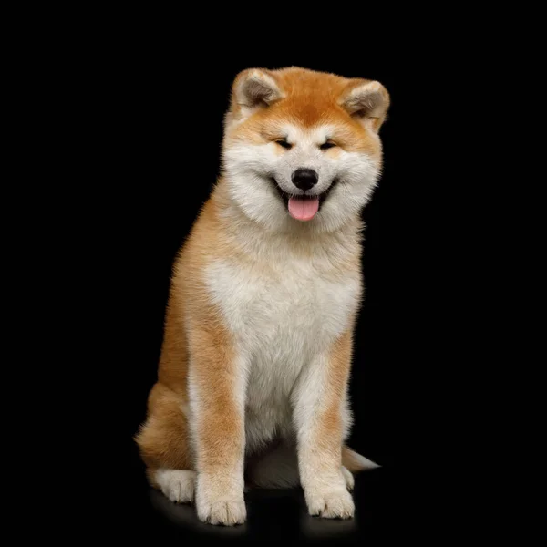 Cute Akita Inu Szczeniak Siedzi Uśmiecha Się Izolowanym Czarnym Tle — Zdjęcie stockowe