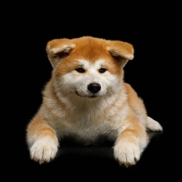 Söt Akita Inu Valp Ligger Isolerad Svart Bakgrund Framifrån — Stockfoto