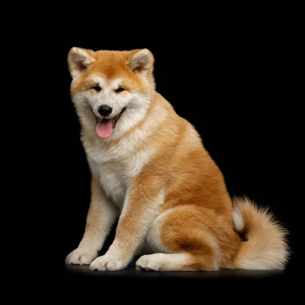 Cute Akita Inu Puppy Sitting Smiling Isolated Black Background Side — Stock Photo, Image