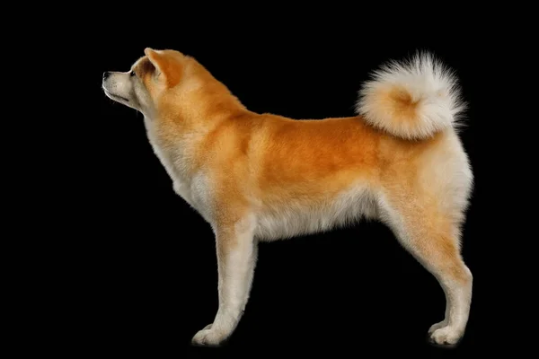 Akita Inu Dog Stående Isolerad Svart Bakgrund Sidovy — Stockfoto