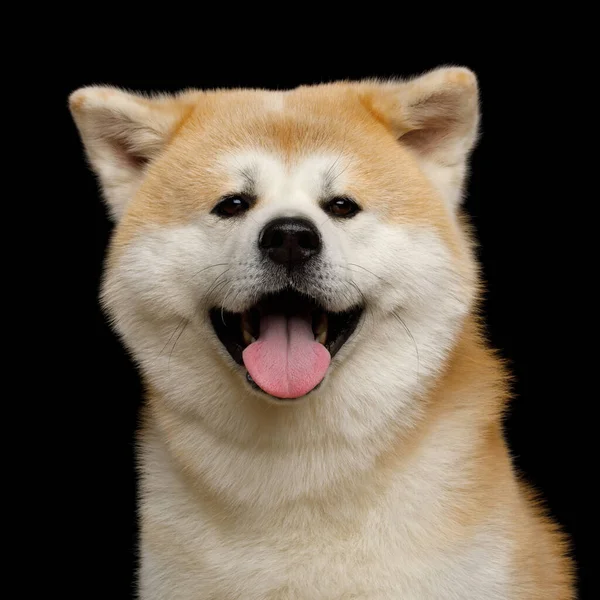 Close Portrait Happy Akita Inu Dog Smiling Isolated Black Background — Stock Photo, Image