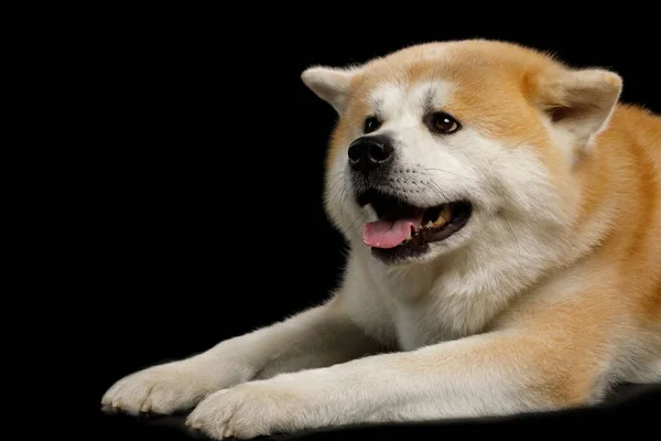 Close Happy Akita Inu Dog Lying Isolated Black Background Side — Stock Photo, Image