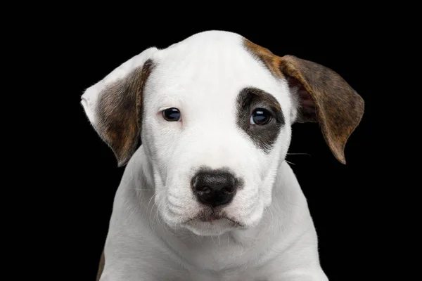 Nahaufnahme Porträt Eines American Staffordshire Terrier Welpen Blick Die Kamera — Stockfoto