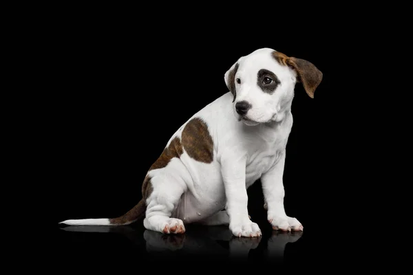 American Staffordshire Terrier Szczeniak Siedzi Izolowanym Czarnym Tle Widok Boku — Zdjęcie stockowe