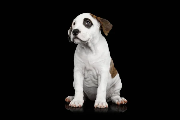 American Staffordshire Terrier Puppy Zittend Geïsoleerde Zwarte Achtergrond Vooraanzicht — Stockfoto