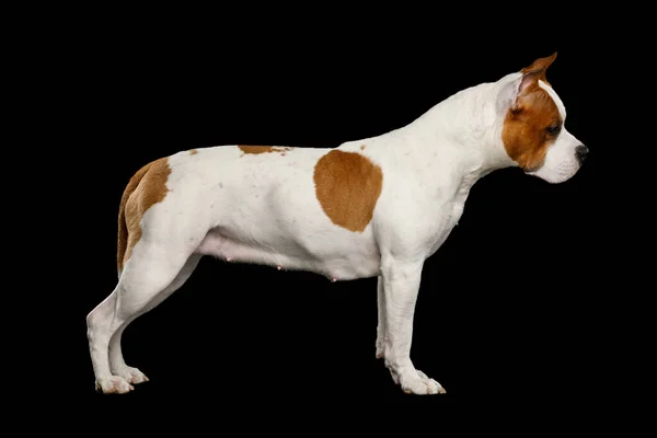 Blanco Con Red American Staffordshire Terrier Dog Pie Aislado Sobre —  Fotos de Stock