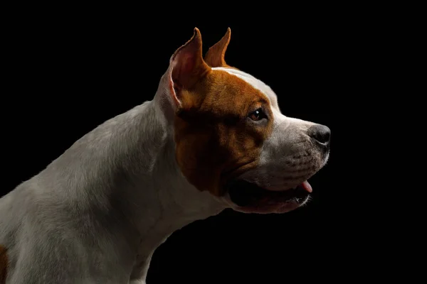 Retrato Blanco Con Red American Staffordshire Terrier Dog Aislado Sobre —  Fotos de Stock