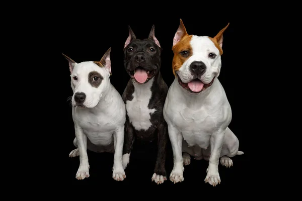 Three American Staffordshire Terrier Dogs Sitting Together Isolated Black Background — Stock Photo, Image