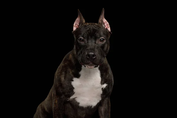 Portret Poważnie Amerykańskiego Staffordshire Terrier Dog Gazing Camera Izolacja Czarnym — Zdjęcie stockowe