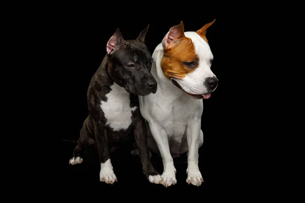 Dwa Amerykańskie Staffordshire Terrier Dogs Siedzące Razem Patrząc Dół Odizolowanym — Zdjęcie stockowe