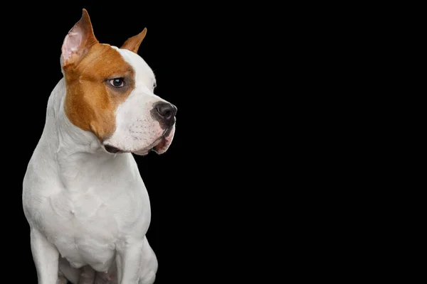 Retrato Blanco Con Red American Staffordshire Terrier Dog Mirando Lado —  Fotos de Stock