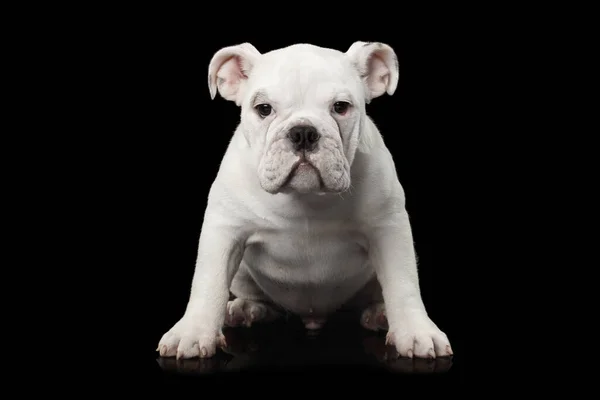 White British Bulldog Puppy Zittend Geïsoleerde Zwarte Achtergrond Vooraanzicht — Stockfoto