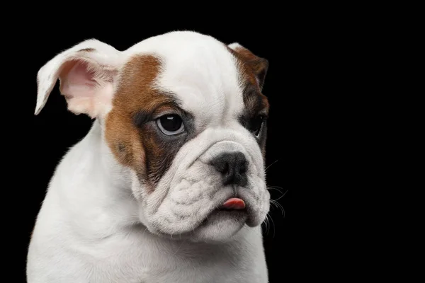 Grappig Portret Van Britse Bulldog Puppy Geïsoleerde Zwarte Achtergrond — Stockfoto