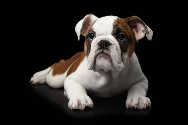 British Bulldog Puppy Leżący Odizolowanym Czarnym Tle — Zdjęcie stockowe