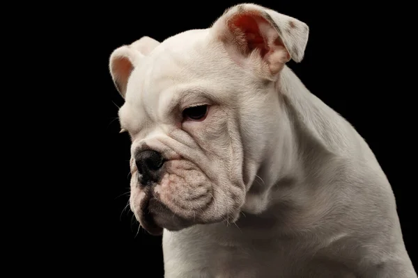 Close Headshot Wit Puppy Britse Bulldog Ras Helaas Kijken Neer — Stockfoto