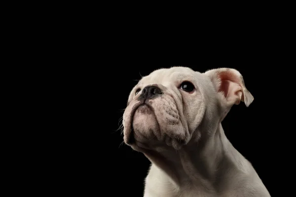 Close Headshot Bianco Cucciolo Britannico Bulldog Razza Guardando Alto Attesa — Foto Stock