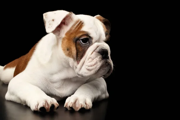 Leuke Puppy Britse Bulldog Ras Wit Rood Kleur Liegen Wachten — Stockfoto