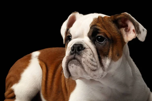 Close Headshot Raça Cachorrinho Britânico Bulldog Cor Branca Vermelha Olhando — Fotografia de Stock