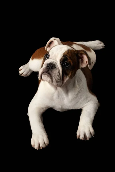 Schattige Puppy Britse Bulldog Ras Wit Rood Kleur Liegen Wachten — Stockfoto