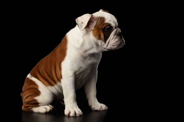 Filhote Cachorro Raça Bulldog Britânico Cor Branca Vermelha Sentado Sobre — Fotografia de Stock