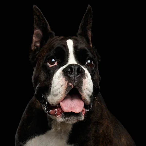 Портрет Чистокровного Боксерского Пса Изолированного Чёрном Фоне — стоковое фото