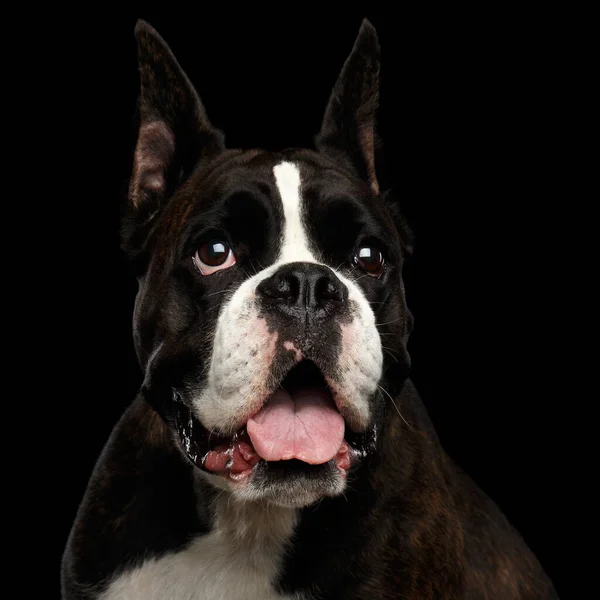 Retrato Primer Plano Perro Boxeador Pura Raza Aislado Sobre Fondo —  Fotos de Stock