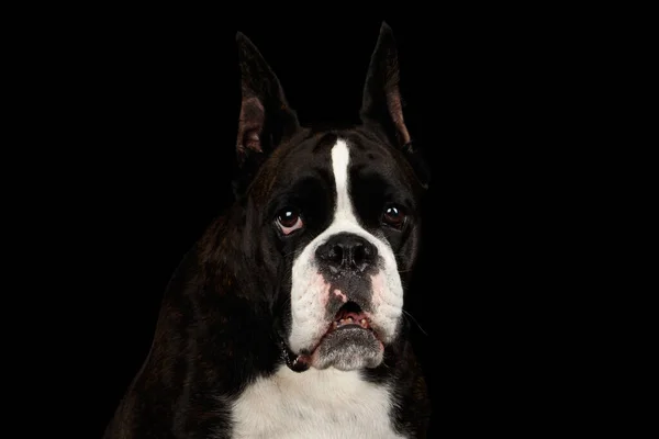 Retrato Primer Plano Perro Boxeador Pura Raza Marrón Con Apariencia —  Fotos de Stock