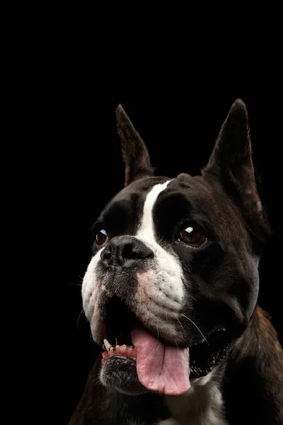 Primer Plano Retrato Divertido Perro Boxeador Pura Cría Marrón Con —  Fotos de Stock