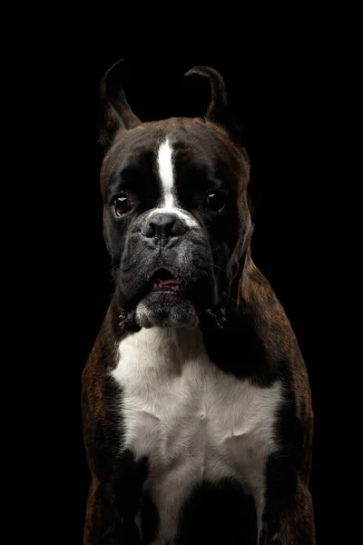 Primer Plano Retrato Perro Boxeador Pura Raza Marrón Con Piel —  Fotos de Stock