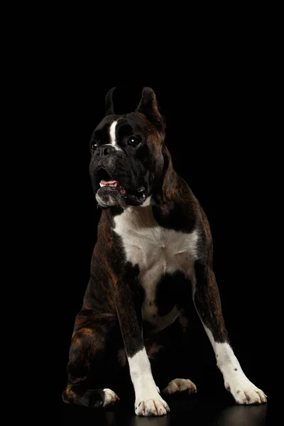 Pubrered Boxer Dog Brown Białą Sierścią Siedząc Izolacji Czarnym Tle — Zdjęcie stockowe