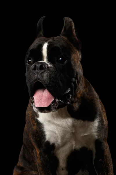 Close Retrato Boxer Raça Pura Engraçado Dog Brown Com Cor — Fotografia de Stock