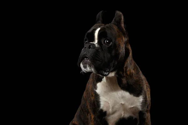 Primer Plano Retrato Divertido Perro Boxeador Pura Raza Marrón Con —  Fotos de Stock