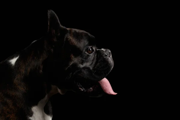 Primer Plano Retrato Perro Boxeador Pura Raza Marrón Con Piel —  Fotos de Stock