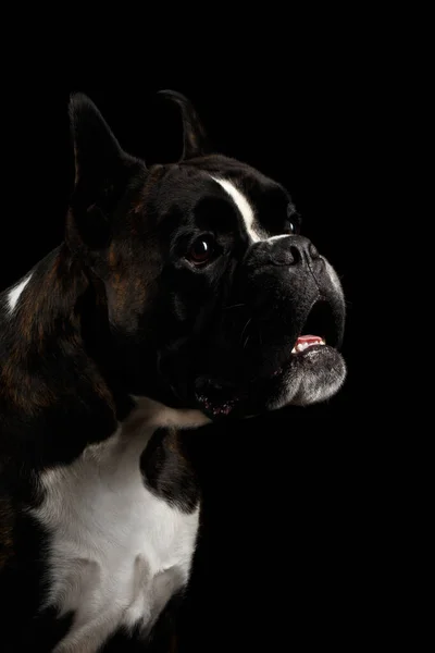 Retrato Primer Plano Perro Boxeador Pura Raza Marrón Con Mirada —  Fotos de Stock