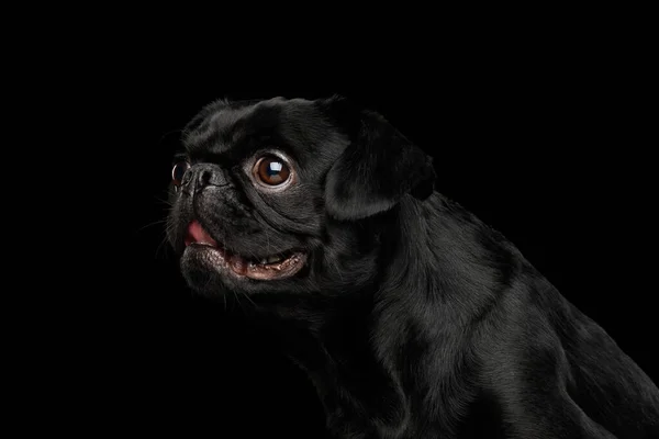 Retrato Petit Brabanson Dog Mirando Hacia Lado Sobre Fondo Negro —  Fotos de Stock