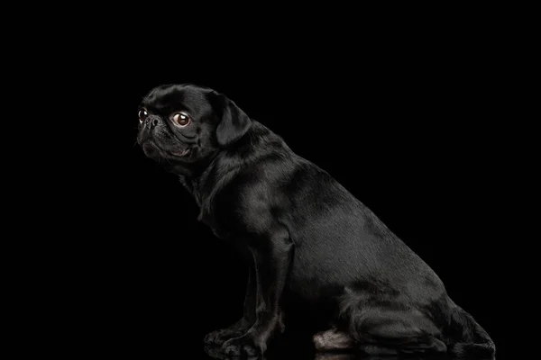Hermosa Petit Brabanson Perro Sentado Mirando Lado Fondo Negro Aislado — Foto de Stock
