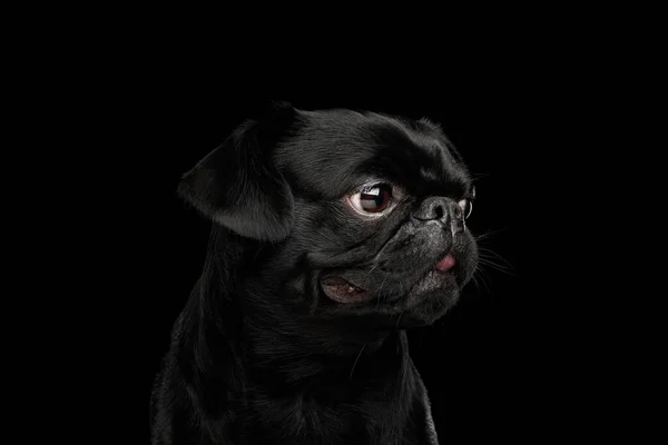 Retrato Petit Brabanson Dog Mirando Hacia Lado Sobre Fondo Negro — Foto de Stock