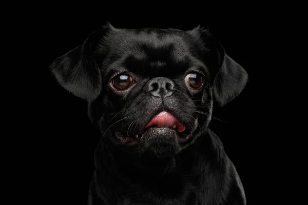 Retrato Petit Brabanson Dog Stare Câmera Fundo Preto Isolado Vista — Fotografia de Stock