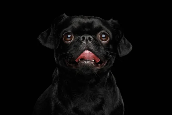 Portrait Smiling Petit Brabanson Dog Amazement Looking Camera Isoled Black — стокове фото